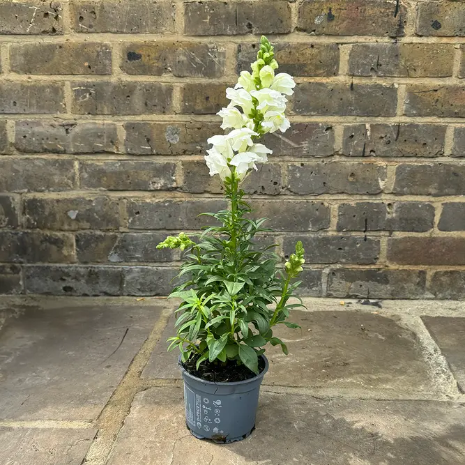 Antirrhinum 'Majus White' (Pot Size 12cm) Snapdragon - image 3