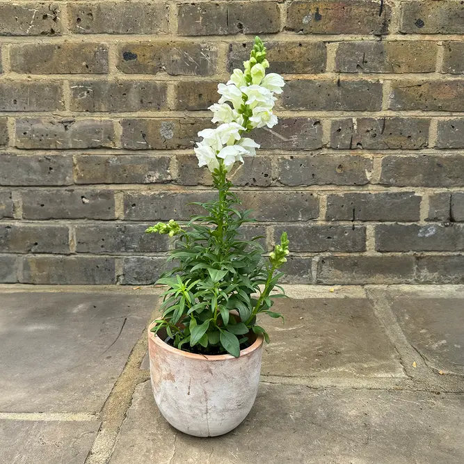 Antirrhinum 'Majus White' (Pot Size 12cm) Snapdragon - image 4