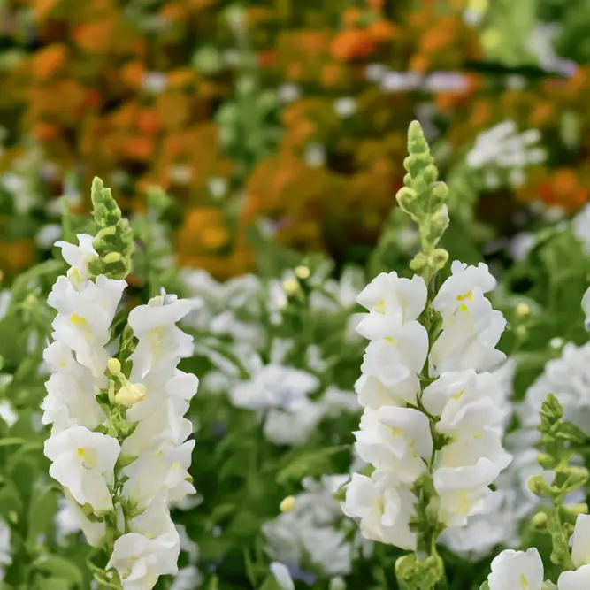 Antirrhinum 'Majus White' (Pot Size 12cm) Snapdragon - image 1