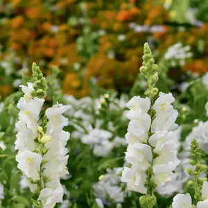 Antirrhinum 'Majus White' (Pot Size 12cm) Snapdragon - image 1