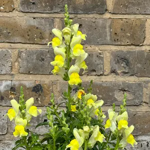 Antirrhinum 'Majus Yellow' (Pot Size 12cm) Snapdragon - image 1