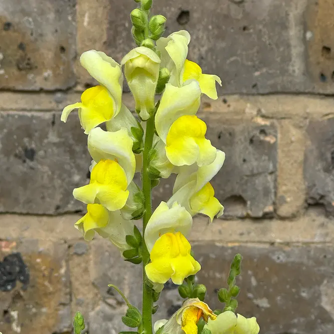 Antirrhinum 'Majus Yellow' (Pot Size 12cm) Snapdragon - image 2