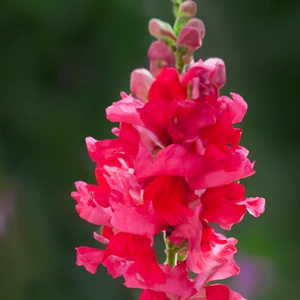 Antirrhinum 'Sonnet Crimson' (Pot Siz 2L) Snapdragon - image 1