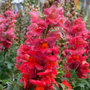 Antirrhinum 'Sonnet Orange Scarlet' (Pot Siz 2L) Snapdragon - image 1