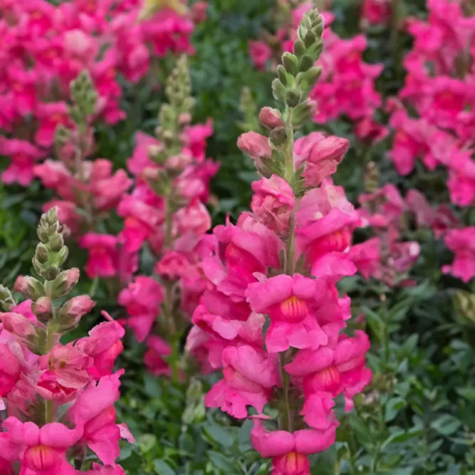 Antirrhinum 'Sonnet Rose' (Pot Siz 2L) Snapdragon - image 1