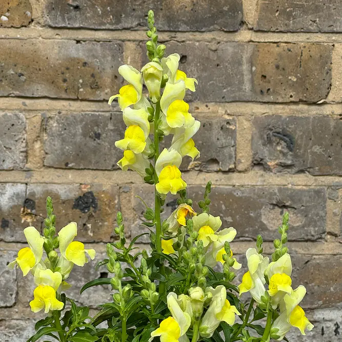 Antirrhinum 'Sonnet Yellow' (Pot Size 2L) Snapdragon - image 2