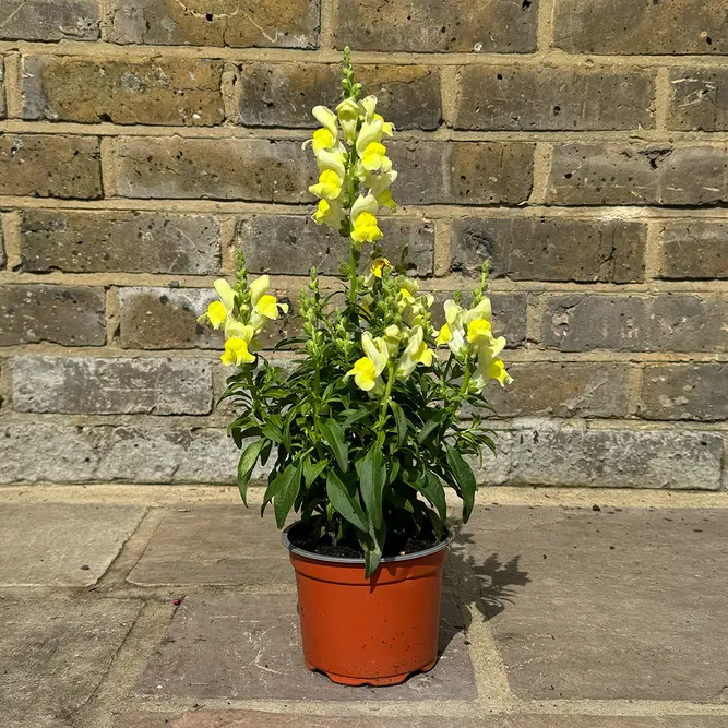 Antirrhinum 'Sonnet Yellow' (Pot Size 2L) Snapdragon - image 3