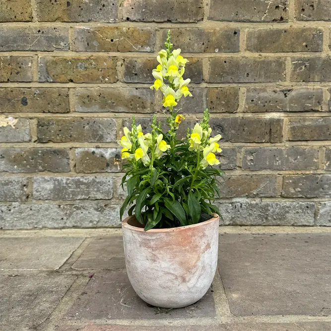 Antirrhinum 'Sonnet Yellow' (Pot Size 2L) Snapdragon - image 4