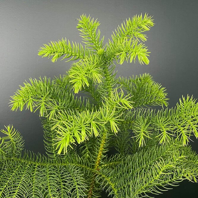Araucaria heterophylla (Pot Size 17cm)  Norfolk island pine - image 3