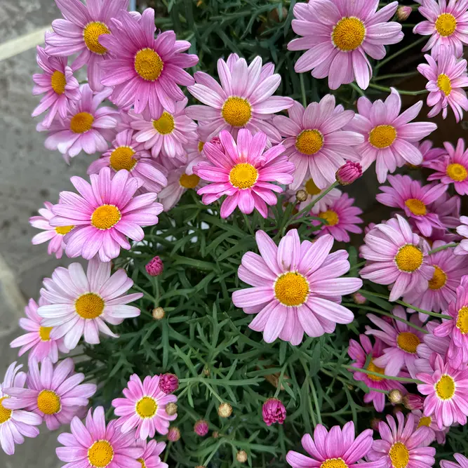 Argyranthemum Pink (Pot Size 14cm) Marguerite Daisy