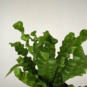 Asplenium 'antiquum' (Pot Size 12cm)  Bird's Nest fern - image 2