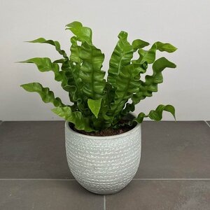 Asplenium 'antiquum' (Pot Size 12cm)  Bird's Nest fern - image 3