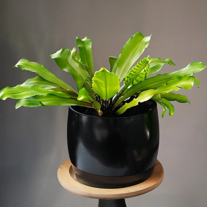 Asplenium 'antiquum' (Pot Size 12cm)  Bird's Nest fern - image 1