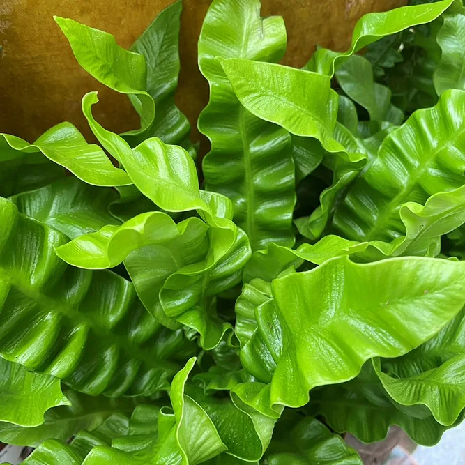 Asplenium 'antiquum' (Pot Size 12cm)  Bird's Nest fern - image 4