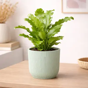 Asplenium 'campio' (Pot Size 12cm) Bird's Nest fern