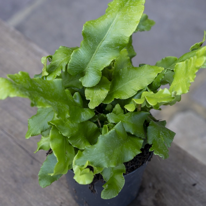 Asplenium scolopendrium (Pot 2L) Hearts Tongue Fern - image 4