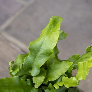 Asplenium scolopendrium (Pot 2L) Hearts Tongue Fern - image 5