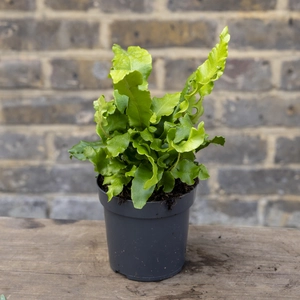 Asplenium scolopendrium (Pot 2L) Hearts Tongue Fern - image 6