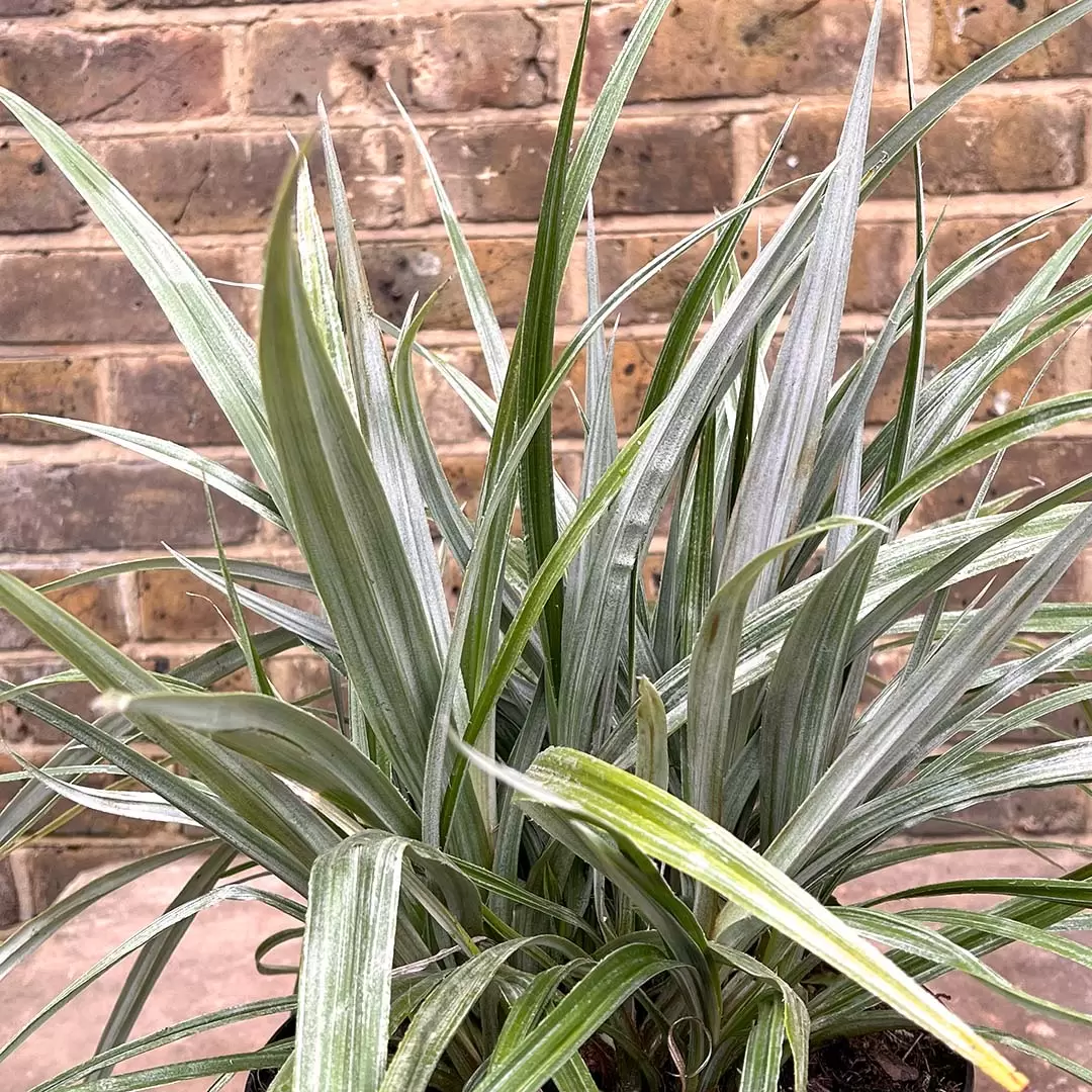 Astelia chathamica 'Silver Spear' (7.5L) Maori flax - The Boma Garden ...