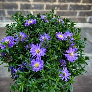 Aster ‘Alpha Dark Purple Space’ (Pot Size 2L) - image 1