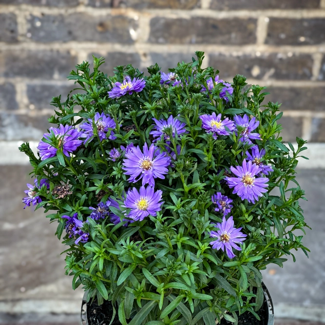 Aster ‘Alpha Dark Purple Space’ (Pot Size 2L) - image 3