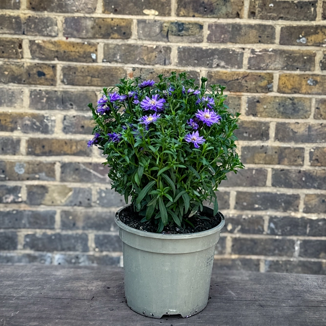 Aster ‘Alpha Dark Purple Space’ (Pot Size 2L) - image 2