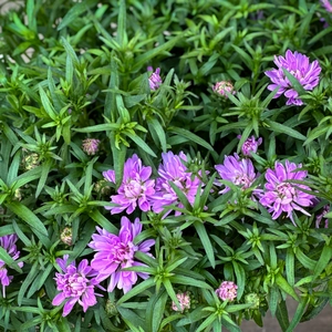 Aster ‘Rose Crystal’ (Pot Size 2L) - image 1