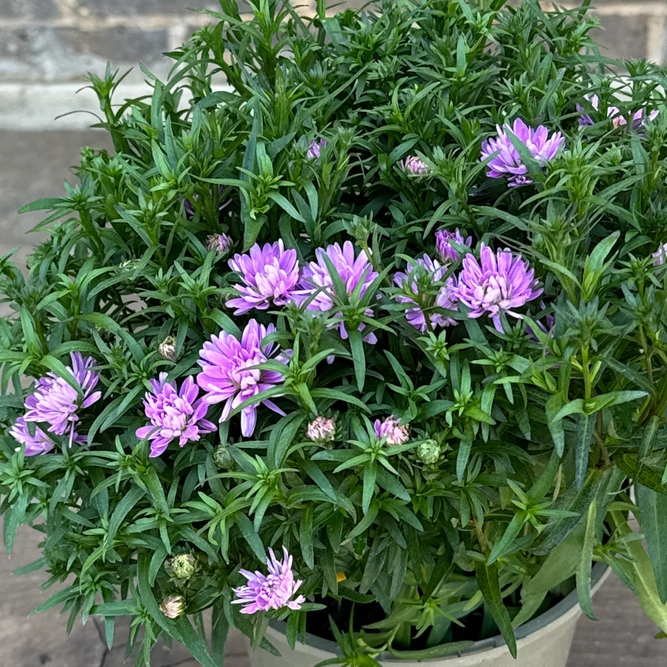 Aster ‘Rose Crystal’ (Pot Size 2L) - image 2