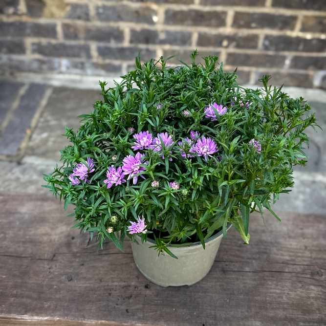 Aster ‘Rose Crystal’ (Pot Size 2L) - image 3