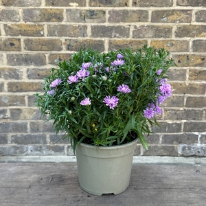 Aster ‘Rose Crystal’ (Pot Size 2L) - image 4