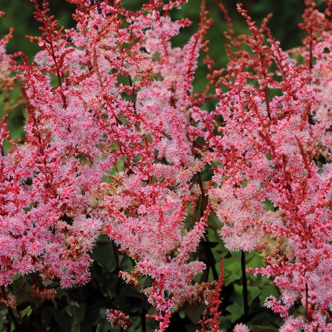 Astilbe ‘Delft Lace’ (Pot Size 3L) False Goat’s Beard - image 1