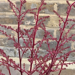 Astilbe ‘Delft Lace’ (Pot Size 3L) False Goat’s Beard - image 3