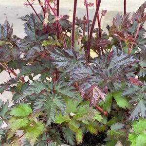 Astilbe ‘Delft Lace’ (Pot Size 3L) False Goat’s Beard - image 4