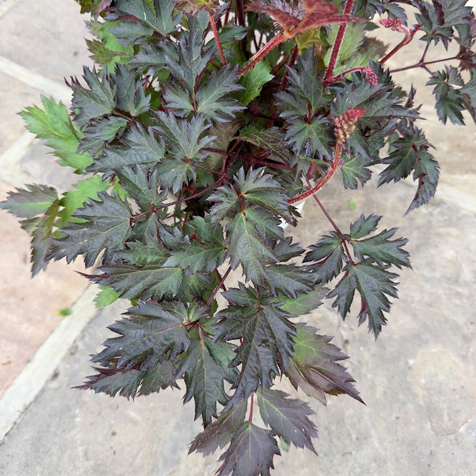 Astilbe ‘Delft Lace’ (Pot Size 3L) False Goat’s Beard - image 5