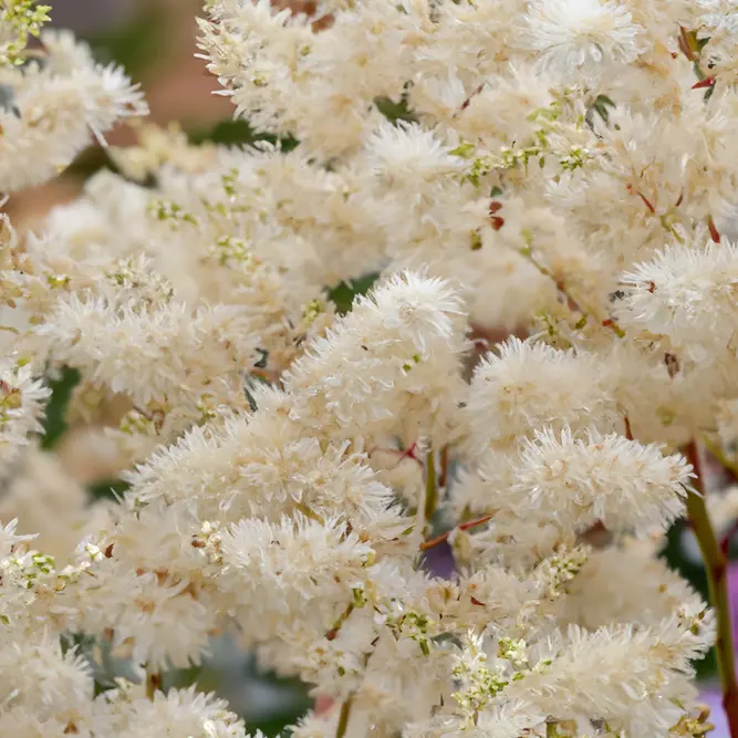 Astilbe 'Ellie' (Pot Size 2L) - image 1