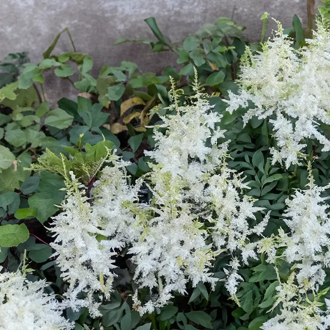 Astilbe 'Ellie' (Pot Size 2L) - image 2