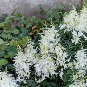 Astilbe 'Ellie' (Pot Size 2L) - image 2