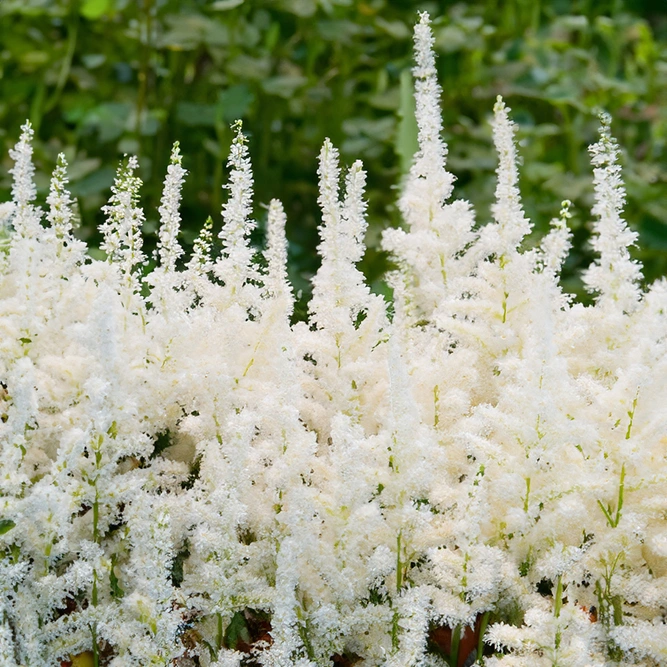 Astilbe ‘White’ (Pot Size 2L) White Astilbe