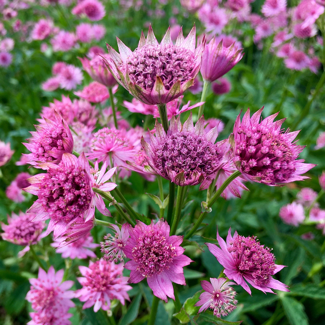 Astrantia 'Pink Button' (Pot Size 3L) Masterwort 'Pink Button' - The ...