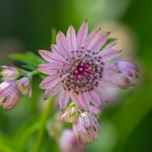 Astrantia 'Pink Button' (Pot Size 3L) Masterwort 'Pink Button' - image 2