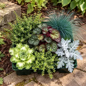 Autumn Foliage - 6 Pack - Brassica, Jacobaea, Heuchera, Festuca & Muehlenbeckia