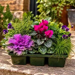 Autumn Shades Lavender - 6 Pack - Cyclamen, Brassica, Viola, Thymus & Isolepis