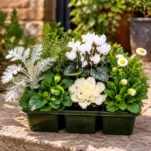 Autumn Shades White - 6 Pack - Cyclamen, Jacobaea, Brassica, Bellis, Primula & Thymus