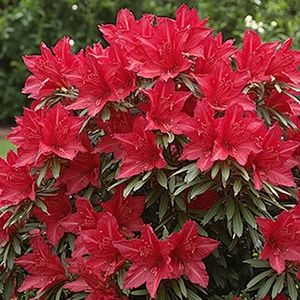 Azalea ‘Florida' (Pot Size 3L) - image 1