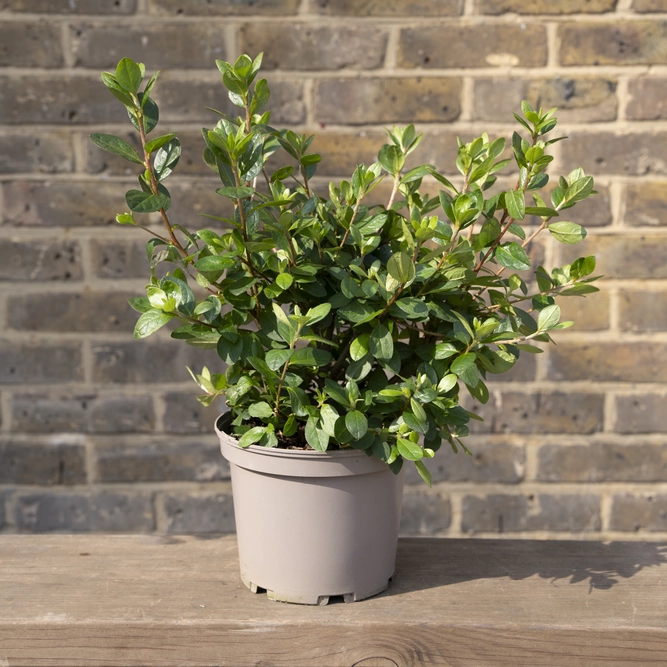 Azalea ‘Florida' (Pot Size 3L) - image 3