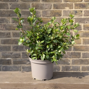 Azalea ‘Florida' (Pot Size 3L) - image 3