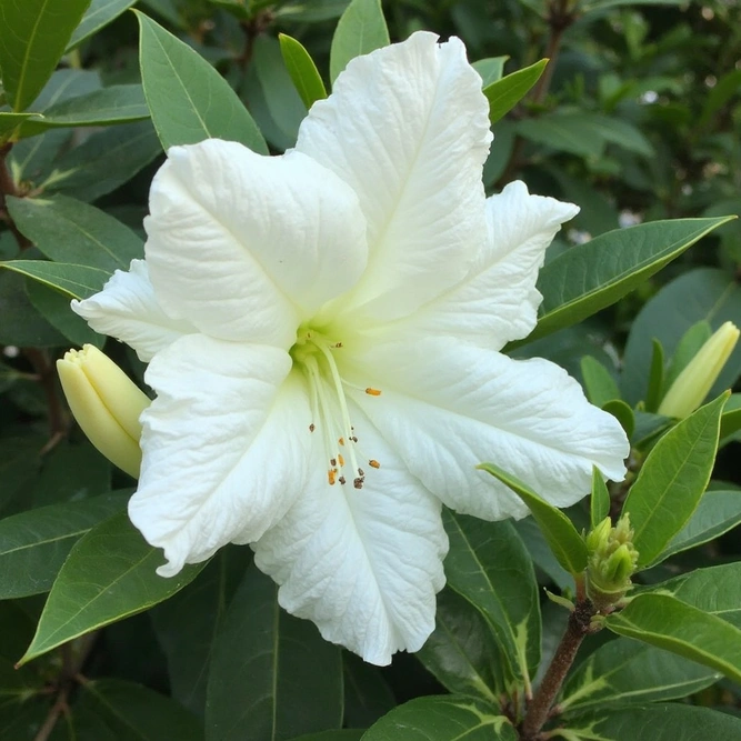 Azalea ‘Pleasant White' (Pot Size 3L) - image 1