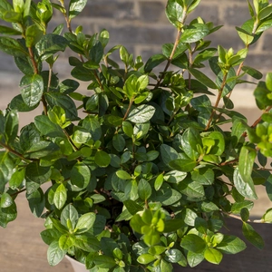 Azalea ‘Santa Maria' (Pot Size 3L) - image 2