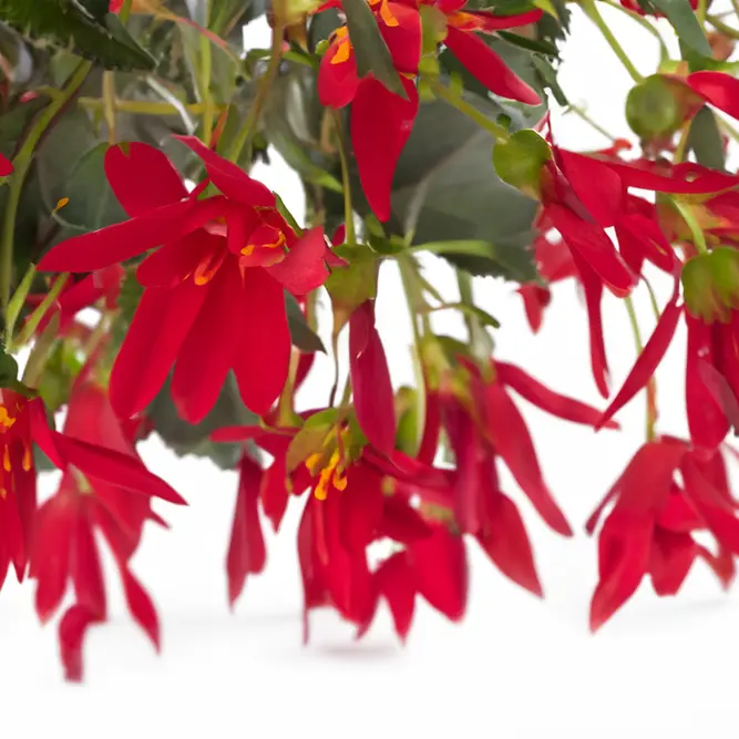 Begonia 'Beauville Red' (Pot Size 12cm)