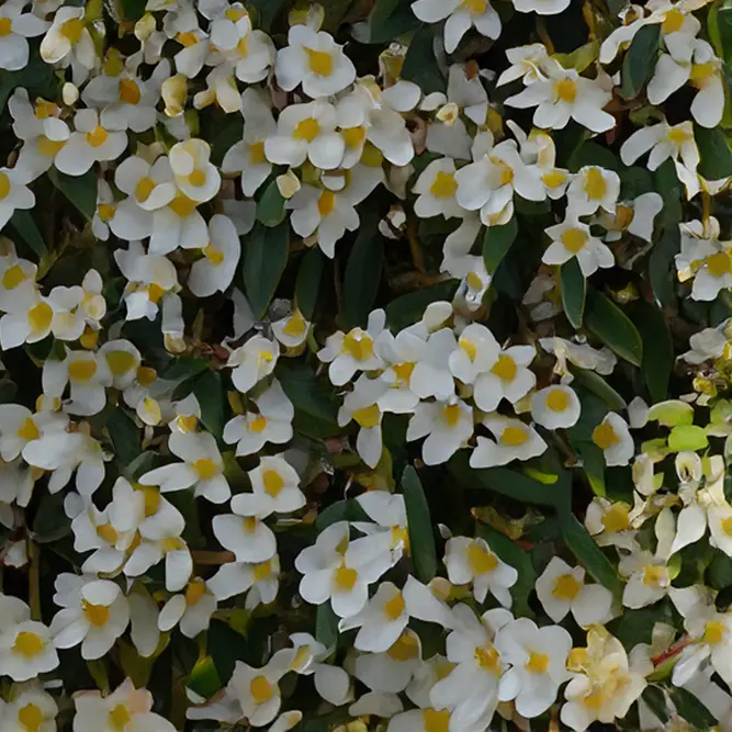 Begonia boliviensis ‘Beauvilia White’ (Pot Size 12cm) Beauvilia White Begonia